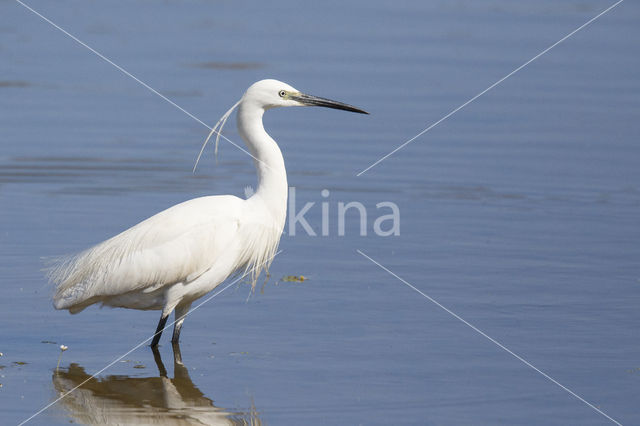 Kleine Zilverreiger (Egretta garzetta)