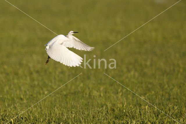 Kleine Zilverreiger (Egretta garzetta)