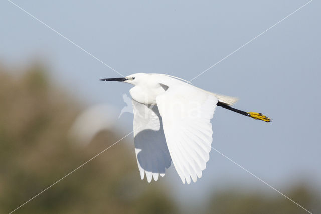 Kleine Zilverreiger (Egretta garzetta)