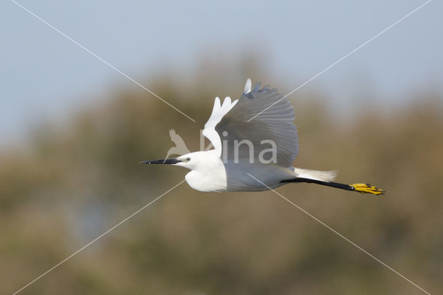 Kleine Zilverreiger (Egretta garzetta)