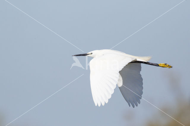 Little Egret (Egretta garzetta)