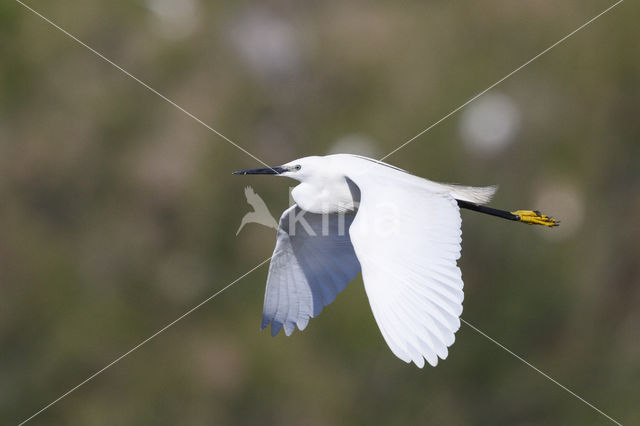 Kleine Zilverreiger (Egretta garzetta)