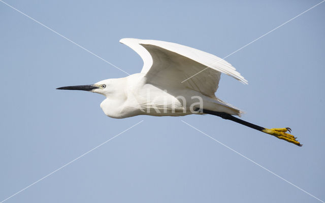 Kleine Zilverreiger (Egretta garzetta)