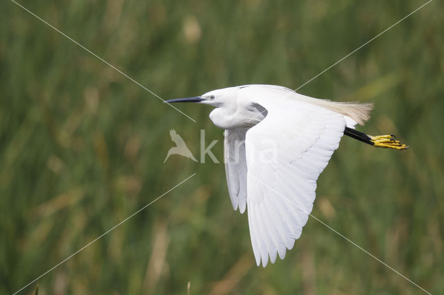 Kleine Zilverreiger (Egretta garzetta)