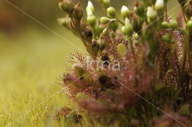 Oblong-leaved Sundew (Drosera intermedia)