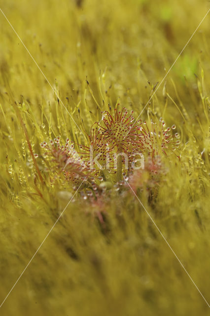 Oblong-leaved Sundew (Drosera intermedia)