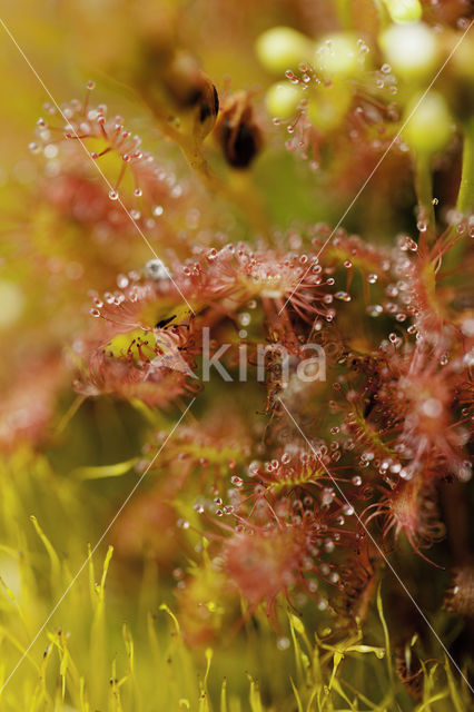 Oblong-leaved Sundew (Drosera intermedia)