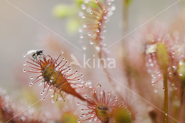 Oblong-leaved Sundew (Drosera intermedia)