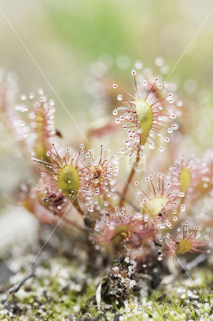 Kleine zonnedauw (Drosera intermedia)