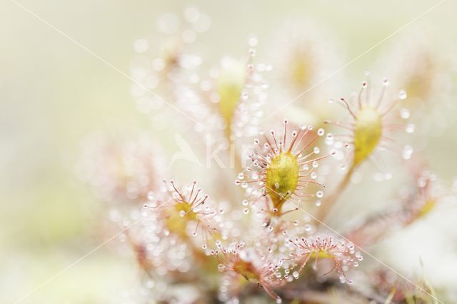 Oblong-leaved Sundew (Drosera intermedia)