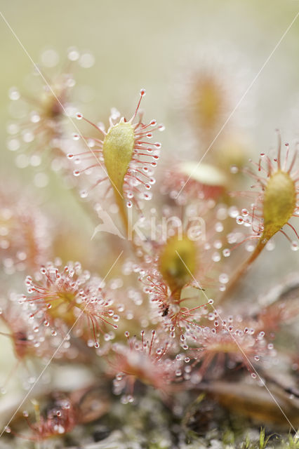 Kleine zonnedauw (Drosera intermedia)