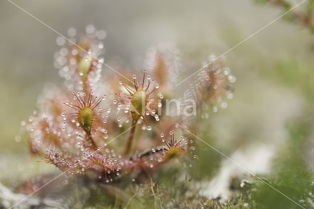 Oblong-leaved Sundew (Drosera intermedia)