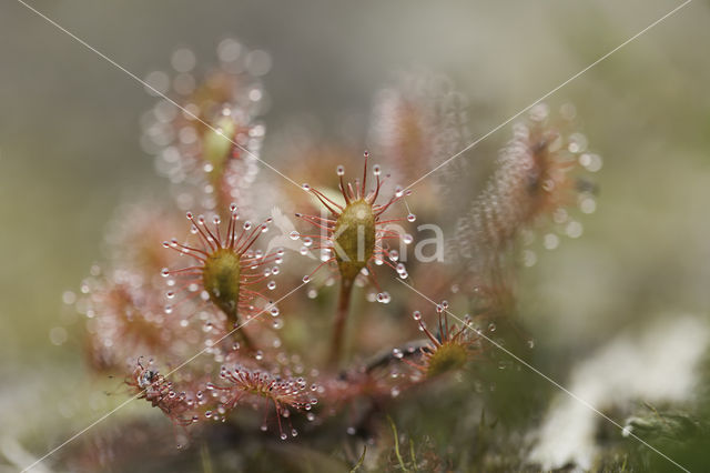 Oblong-leaved Sundew (Drosera intermedia)