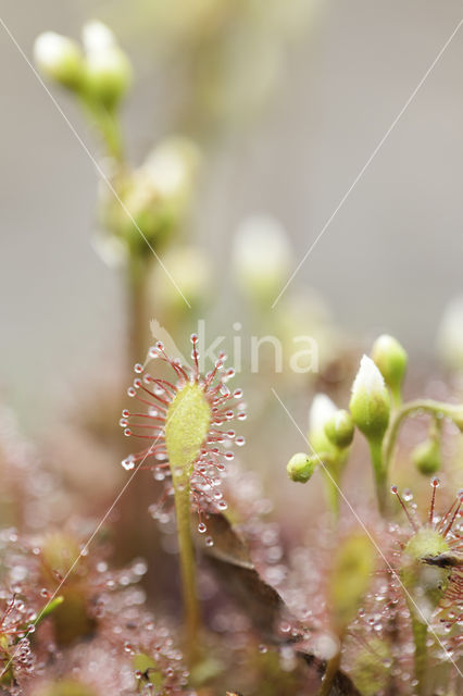 Kleine zonnedauw (Drosera intermedia)