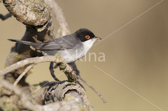 Sardinian Warbler (Sylvia melanocephala)