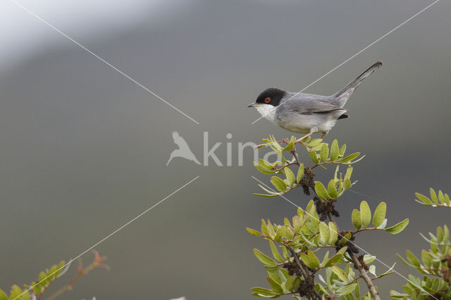 Sardinian Warbler (Sylvia melanocephala)