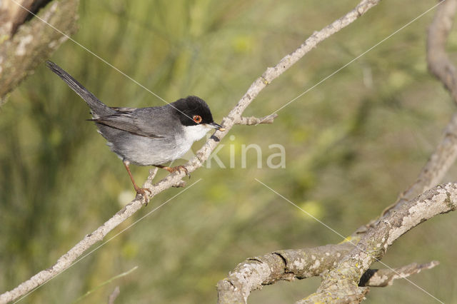 Sardinian Warbler (Sylvia melanocephala)