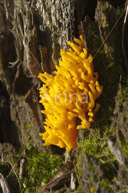 Kleverig koraalzwammetje (Calocera viscosa)