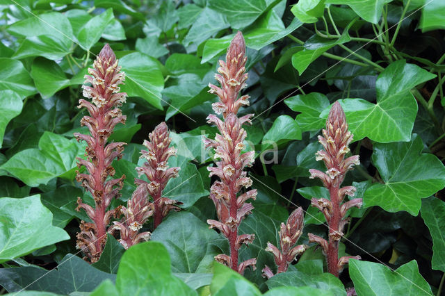 Klimopbremraap (Orobanche hederae)