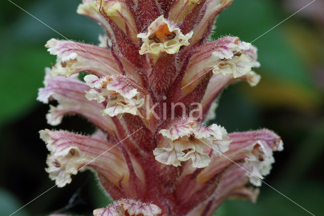 Klimopbremraap (Orobanche hederae)