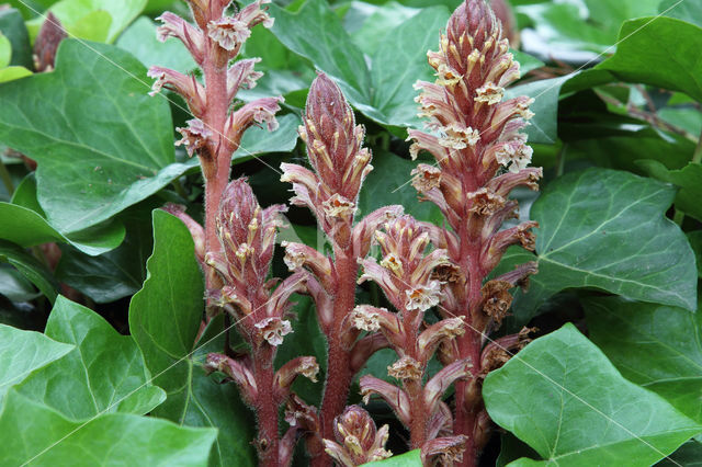 Ivy Broomrape (Orobanche hederae)