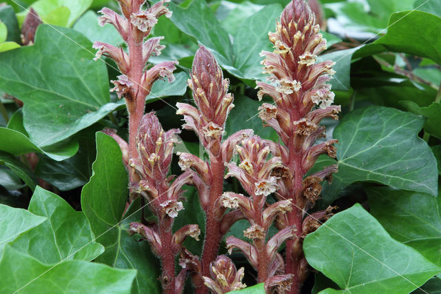 Klimopbremraap (Orobanche hederae)