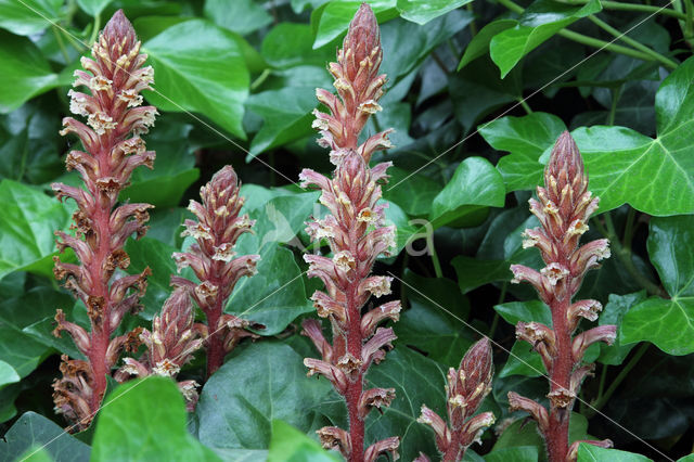 Klimopbremraap (Orobanche hederae)