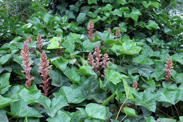 Klimopbremraap (Orobanche hederae)