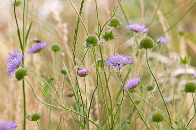 Knautia (Knautia)