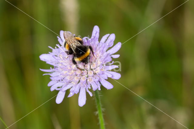 Knautia (Knautia)