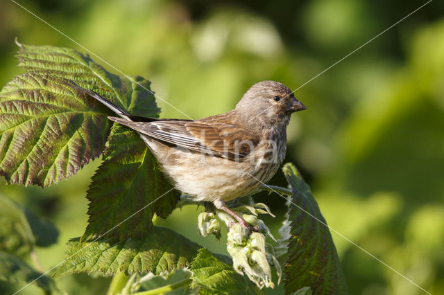 Kneu (Carduelis cannabina)