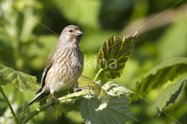 Kneu (Carduelis cannabina)