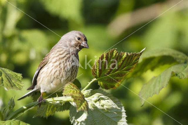 Eurasian Linnet (Carduelis cannabina)