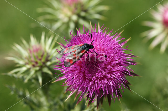 Knikkende distel (Carduus nutans)