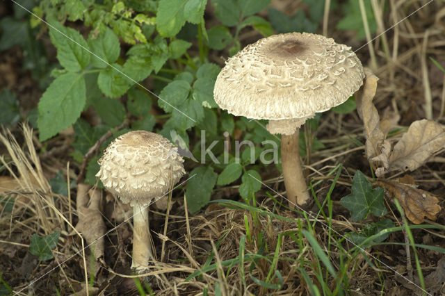 Knolparasolzwam (Macrolepiota rachodes)