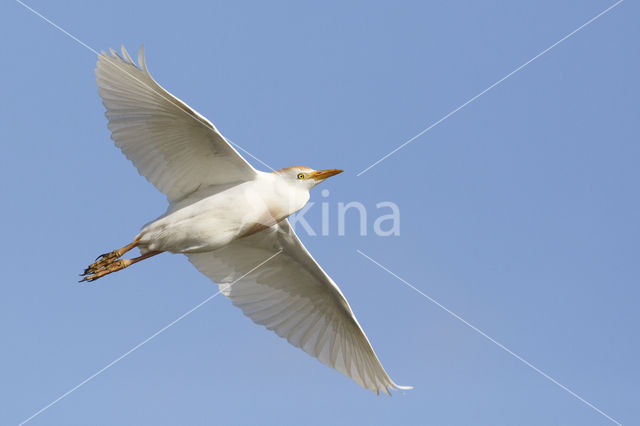 Koereiger (Bubulcus ibis)