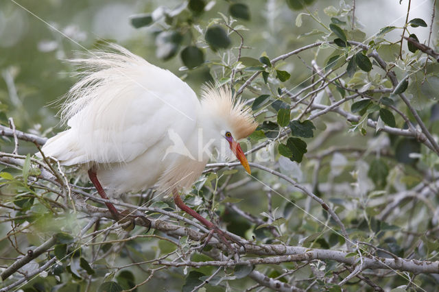 Koereiger (Bubulcus ibis)