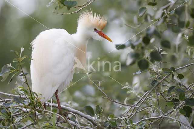 Koereiger (Bubulcus ibis)