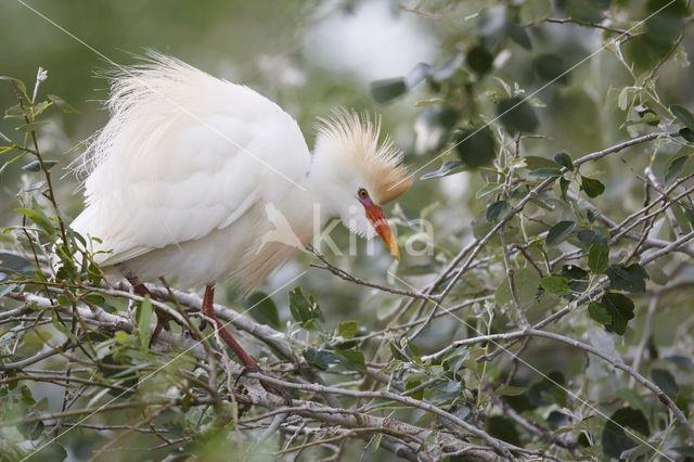 Koereiger (Bubulcus ibis)