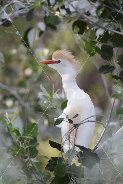 Koereiger (Bubulcus ibis)