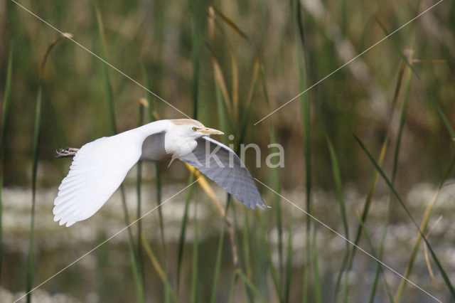 Cattle Egret (Bubulcus ibis)