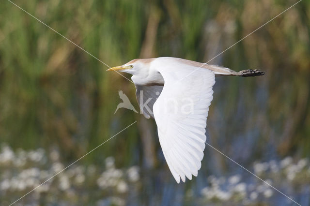 Koereiger (Bubulcus ibis)