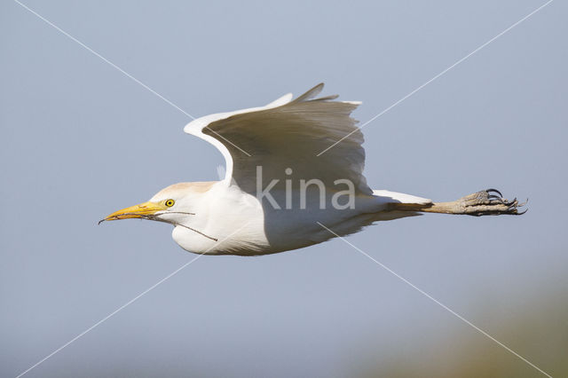 Koereiger (Bubulcus ibis)