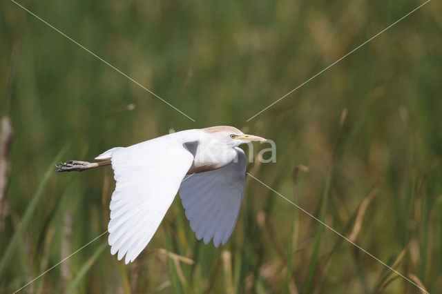 Koereiger (Bubulcus ibis)