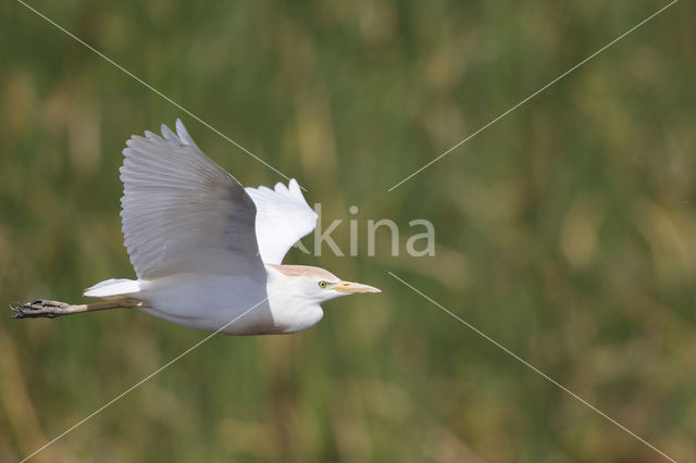 Koereiger (Bubulcus ibis)