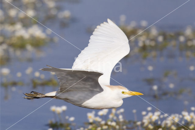 Koereiger (Bubulcus ibis)