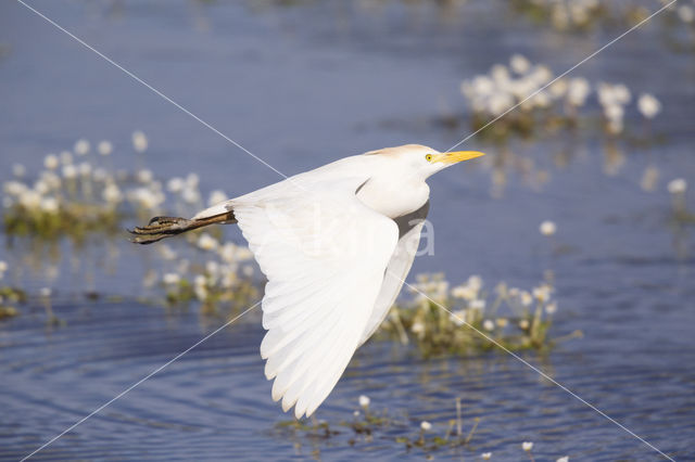 Koereiger (Bubulcus ibis)