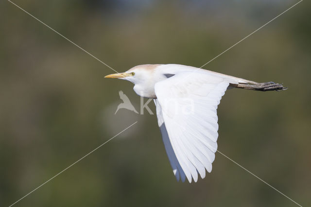 Koereiger (Bubulcus ibis)