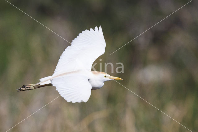 Cattle Egret (Bubulcus ibis)