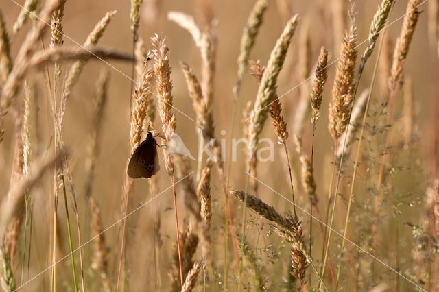 Ringlet (Aphantopus hyperantus)